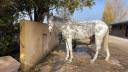Caballo de salto para la familia entera 