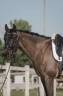 Caballo castrado KWPN Caballo de Deporte Neerlandés En venta 2018 Bayo moreno