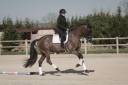 Caballo castrado KWPN Caballo de Deporte Neerlandés En venta 2018 Bayo moreno