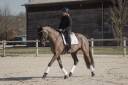 Caballo castrado KWPN Caballo de Deporte Neerlandés En venta 2018 Bayo moreno
