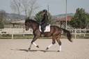 Caballo castrado Oldenburgués En venta 2020 Bayo moreno