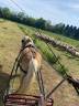 Caballo castrado Haflinger En venta 2013 Pelo de vaca por Natural's Freaky Friday