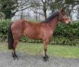 Caballo castrado PFS Poni Françés de Silla En venta 2023 Bayo