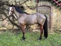 Caballo castrado Silla Francés En venta 2016 Bayo