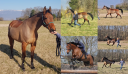 Caballo castrado Media Sangre Arabe En venta 2011 Bayo