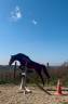 Caballo castrado Origen No Constatado En venta 2019 Bayo