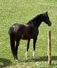 Yegua KWPN Caballo de Deporte Neerlandés En venta 2007 Bayo por FERRO