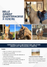 Potro Quarter Horse En venta 2020 Crema por Leo’s golden biscuit