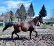 Potro KWPN Caballo de Deporte Neerlandés En venta 2022 Bayo moreno por HERMES