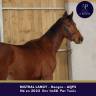 Caballo castrado AQPS En venta 2022 Bayo