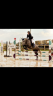 Caballo castrado Otra raza de Caballos En venta 2018 Tordo