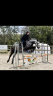 Caballo castrado Connemara En venta 2018 Tordo