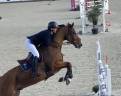 Caballo castrado Silla Francés En venta 2010 Bayo por DOLLAR DU MESNIL