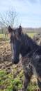 Yegua Frisón En venta 2019 Negro por PAARD