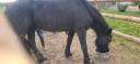 Yegua Frisón En venta 2020 Negro por PAARD
