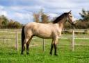 Caballo castrado AES Anglo European Studbook En venta 2022 Isabelo