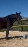 Caballo castrado New Forest En venta 2018 Bayo por Skywalker