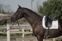 Caballo castrado Silla Francés En venta 2021 Negro