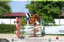 Caballo castrado Silla Francés En venta 2011 Alazán por TINKA S BOY