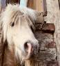 Krumble d’Isabel - Shetland 2020