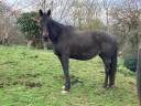 Yegua de ganadería Silla Francés En venta 1999 Negro por Arc de Triomphe