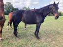 Yegua de ganadería Silla Francés En venta 1999 Negro por Arc de Triomphe