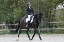 Caballo castrado Silla Francés En venta 2017 Bayo moreno