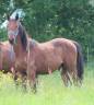 Potranca Silla Francés En venta 2024 Bayo