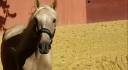 Caballo castrado Lusitano En venta 2018 Palomino por Lendario Oco