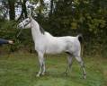 Caballo castrado Anglo-Arabe En venta 2017 Tordo
