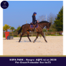Caballo castrado AQPS En venta 2020 Bayo por GREAT PRETENDER