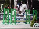 Caballo castrado New Forest En venta 2014 Tordo por ANYDALE RON