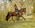 Caballo castrado Lusitano En venta 2020 Negro