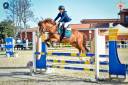 Semental Welsh Poni (Sección D), Welsh Cob  En venta 2012 Alazán tostado por MACHNO CARWYN
