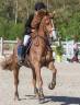 Caballo castrado Silla Francés En venta 2012 Alazán por KALASKA DE SEMILLY