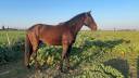 Caballo entero Lusitano En venta 2022 Bayo moreno