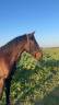 Caballo entero Lusitano En venta 2022 Bayo moreno