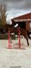 Busco caballo para compartir