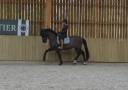 Caballo castrado PRE Pura Raza Española En venta 2017 Bayo