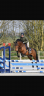 Yegua Silla Francés En venta 2019 Bayo por BALOU DU ROUET