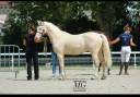 Caballo castrado Welsh Poni (Sección D), Welsh Cob  En venta 2021 Crema por Qrysto Sponte