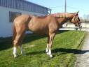 Caballo castrado sBs Caballo de Deporte Belga En venta 2021 Alazán por George Z