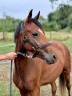 Potranca New Forest En venta 2022 Bayo por Orlando de Civry