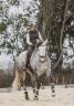 Caballo castrado Lusitano En venta 2019 Tordo por SULTAO SS
