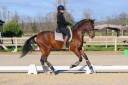 Caballo castrado PRE Pura Raza Española En venta 2017 Bayo