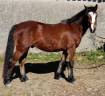 Caballo castrado Connemara En venta 2021 Bayo