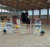 Yegua sBs Caballo de Deporte Belga En venta 2014 Bayo moreno por ROYAL BRAVOUR