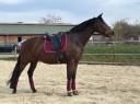 Yegua KWPN Caballo de Deporte Neerlandés En venta 2011 Bayo moreno