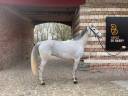 Caballo castrado Anglo-Arabe En venta 2017 Tordo por UPSILON