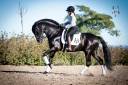Caballo entero PRE Pura Raza Española En venta 2016 Negro por TIZON
